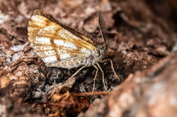 borderedwhite02 kedlockfeus 100721