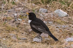 ringouzel02 cairngorm 010526