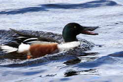 shoveler04 kinnordy 150417