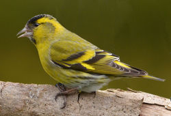 siskin4 dunmara 220314