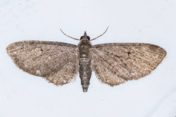 whitespottedpug01 carphin 310526