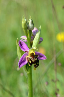 beeorchid powerstock 090615