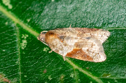 Acleris laterana01 bankheadmoss 080725