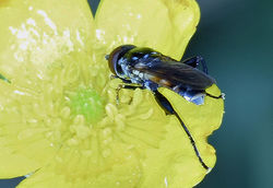 Tropidia scita01 mortonlochs 210519