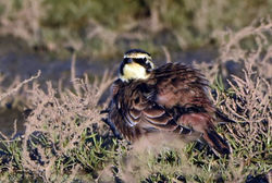 shorelark02 tentsmuir 050117