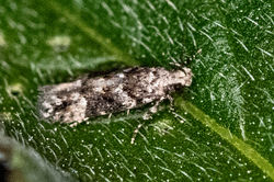 Neotelphusa sequax02 kincraig 180625