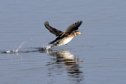 longtailedduck08 guardbridge 121116