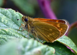 largeskipper05 warehorne 290617