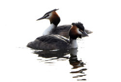 greatcrestedgrebe02 kilconquhar 120417