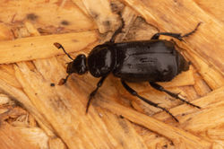 blacksextonbeetle02 kedlockfeus 190421