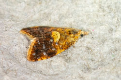 Pseudargyrotoza conwagana01 lucklawhill 190724