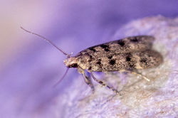 Bryotropha domestica01 cambo 270726