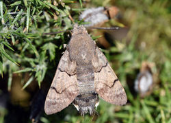 hummingbirdhawkmoth01 lankhambottom 150817
