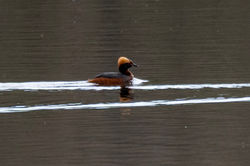 slavoniangrebe06 speyside 010526
