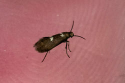 Heliozela hammoniella01 bankheadmoss 180624