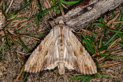 lightarches01 tentsmuirpoint 030823