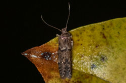 Blastobasis vittata02 cambogardens 011125