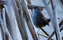 cettiswarbler02 radipolelake 121217