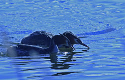 greatcrestedgrebe01 kilconquharloch 250318