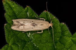 Blastobasis lacticolella01 gaddonloch 130622