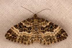 commoncarpet01 blackcraig 040621