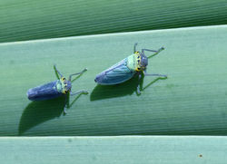 Cicadella viridis01 mortonlochs 290720
