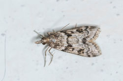 Eudonia angustea03 kedlockfeus 070921