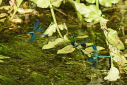 bandeddemoiselle08 cerneabbas 230618