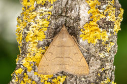 fanfoot02 kedlockfeus 120721