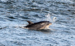 Bottle-nosed dolphin