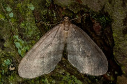 northernwintermoth01 bankheadmoss 021124