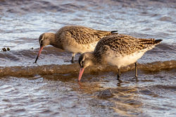bartailedgodwit03 tayport 061222