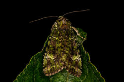 greenarches03 gaddonloch 030722