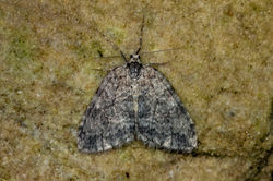 novembermoth01 kedlockfeus 151121