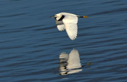 littleegret03 guardbridge 121116