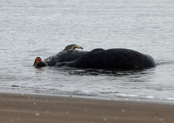 greyseal02 tentsmuirpoint 191119