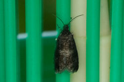 Pammene obscurana01 bankheadmoss 150524