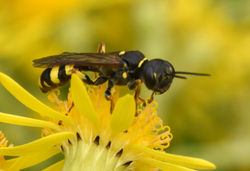 Mellinus arvensis01 mortonlochs 050816