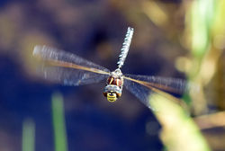 commonhawker06 mortonlochs 210816