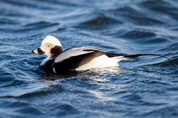 longtailedduck04 tentsmuirpoint 150124