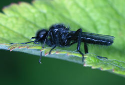 stmarksfly01 kedlockfeus 170520