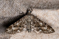 narrowwingedpug01 fleecefaulds 060723