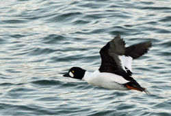 goldeneye01 ruddonspoint 010119