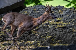 roedeer02 carphin 140526
