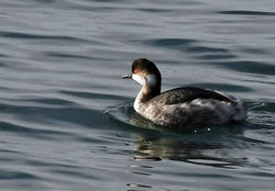 blackneckedgrebe07 elie 240219