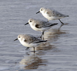 sanderling16 westsands 071114
