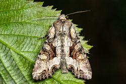 lightbrocade02 lankhambottom 310525