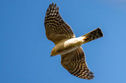sparrowhawk01 bankheadmoss 080424