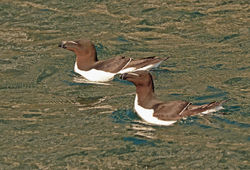 razorbill07 isleofmay 140518