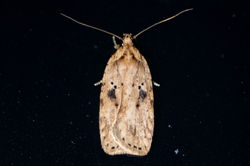 Agonopterix arenella01 carphin 180826